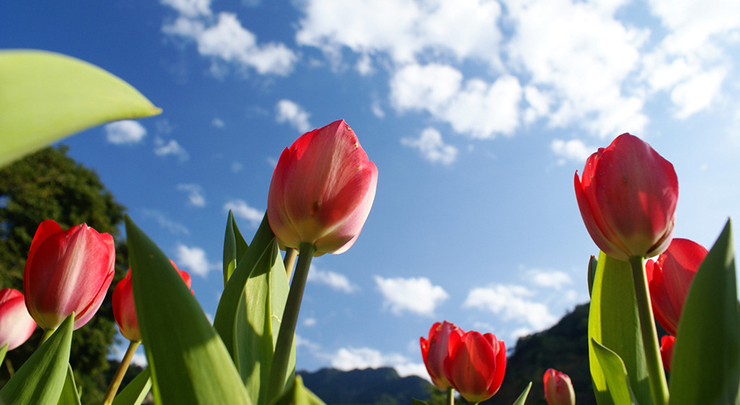 “高服的春天”手機攝影大賽開始了!