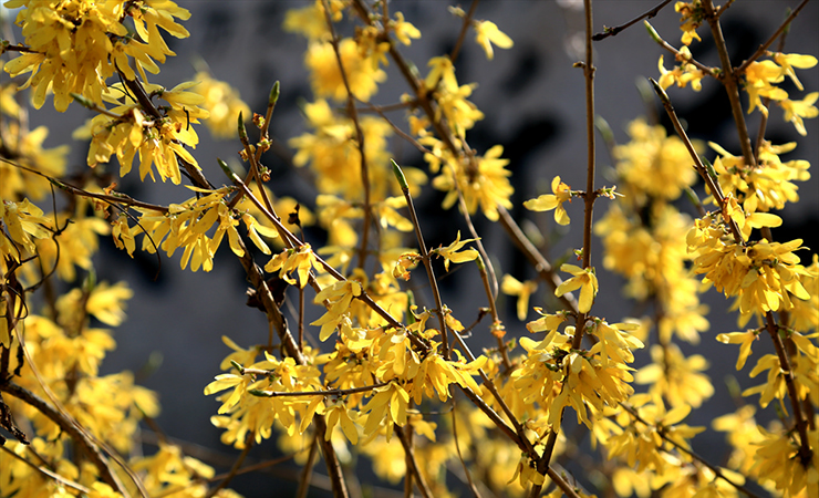 “高服的春天”手機攝影大賽開始了!