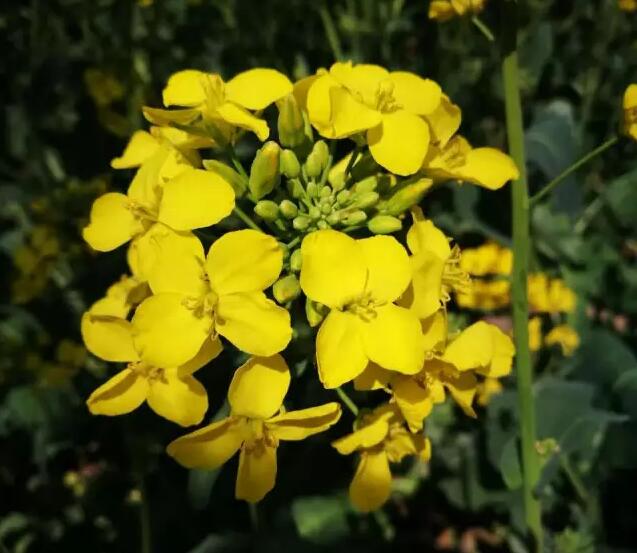 遲日江山麗,春風花草香